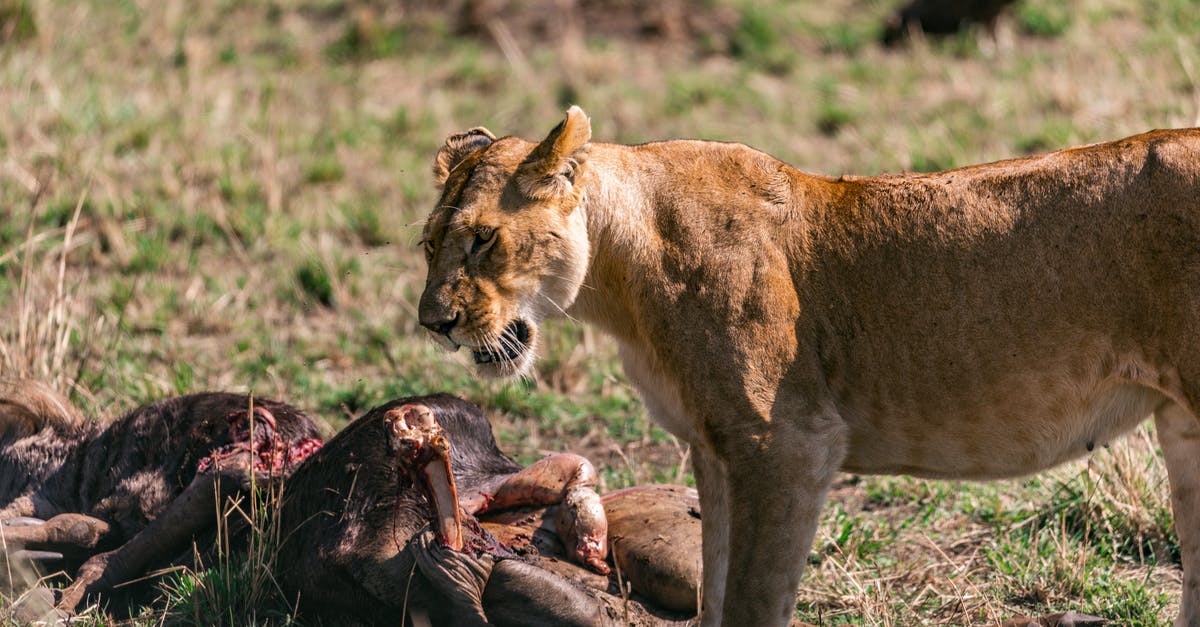 Did Miles Dyson kill all these policemen? - Wild lioness eating prey in savanna