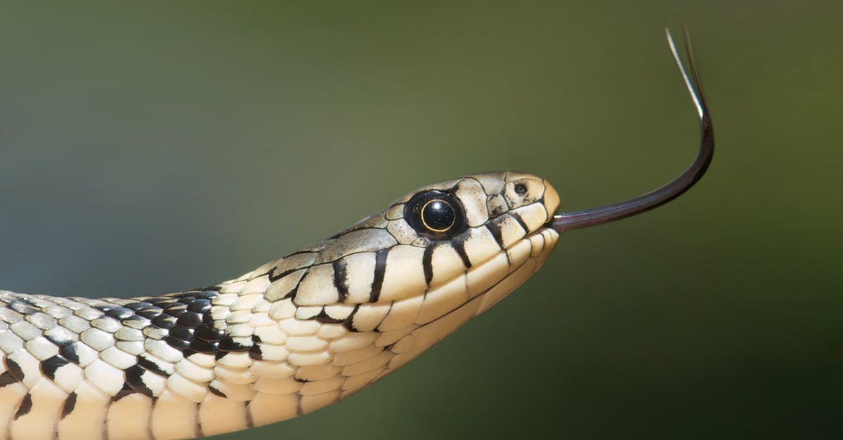 Did Napoleon Wilson "reappear" as Snake Plissken? - White and Black Snake on Close Up Photography