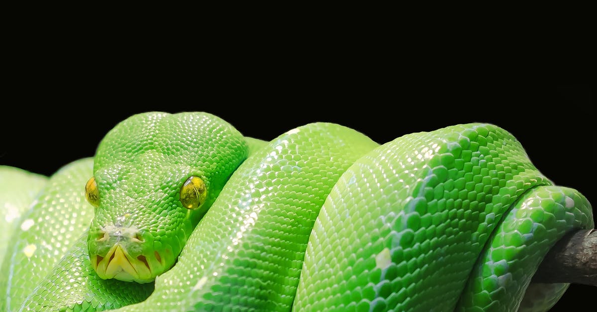 Did Napoleon Wilson "reappear" as Snake Plissken? - Green Snake