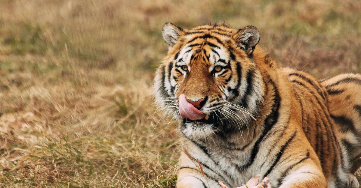 Did Neil lie to Mr Keating in Dead Poets Society? - Tiger licking muzzle while resting on grass in zoo