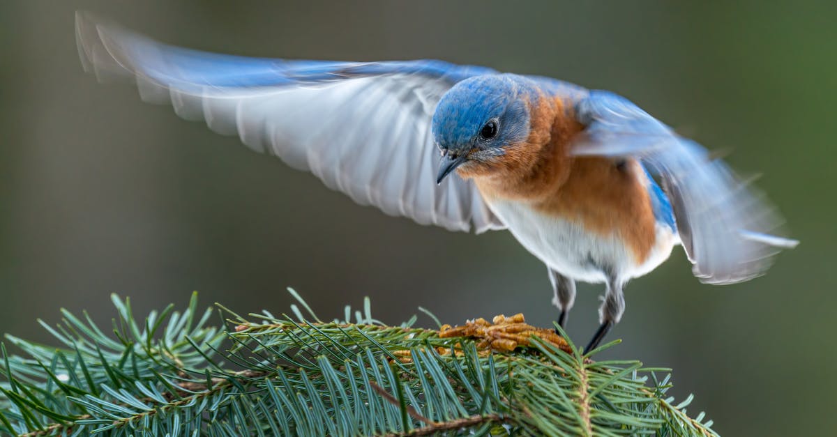 Did Rage spread from Britain or not? - Colorful male specie of eastern bluebird starting flight