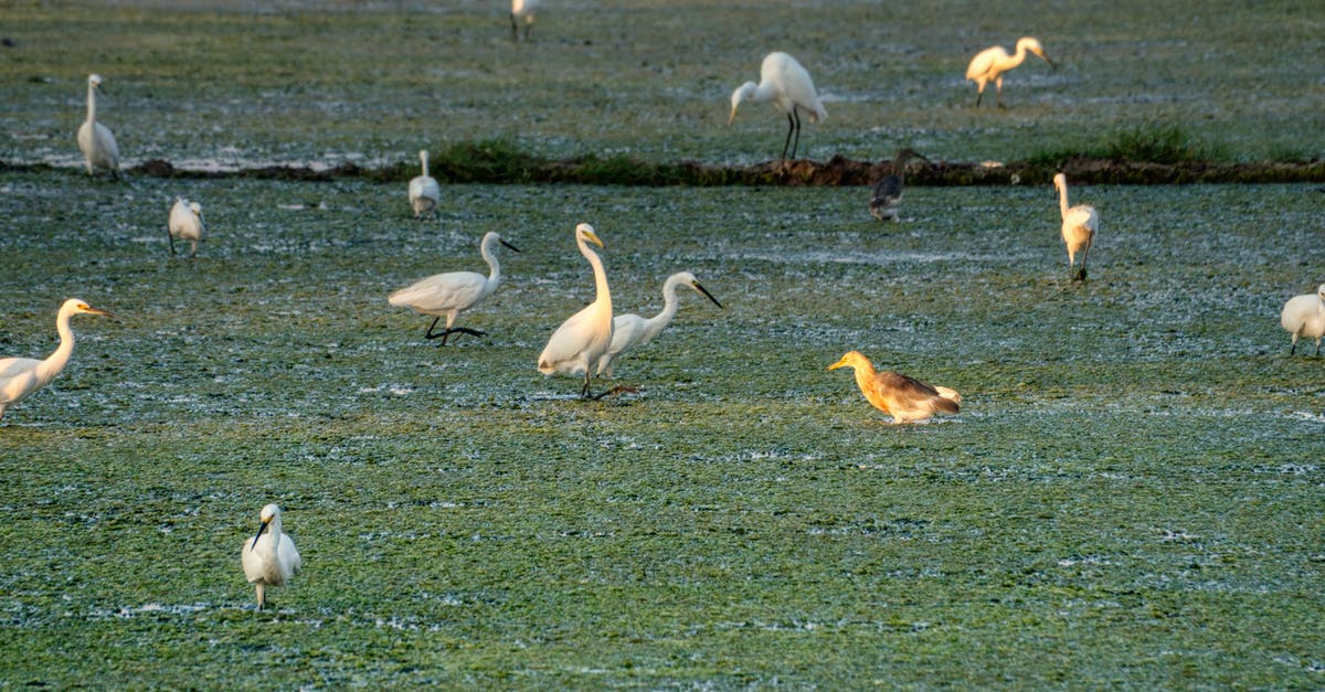 Did the actors in All Creatures Great and Small actually have their hands in the animals? - Great egrets and squacco heron on green sea coast
