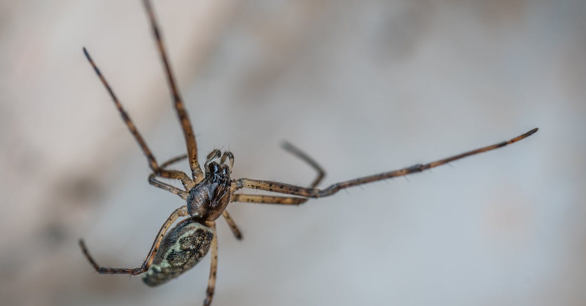 Did the Predator think Cantrell was not a threat - Spider crawling on blurred background