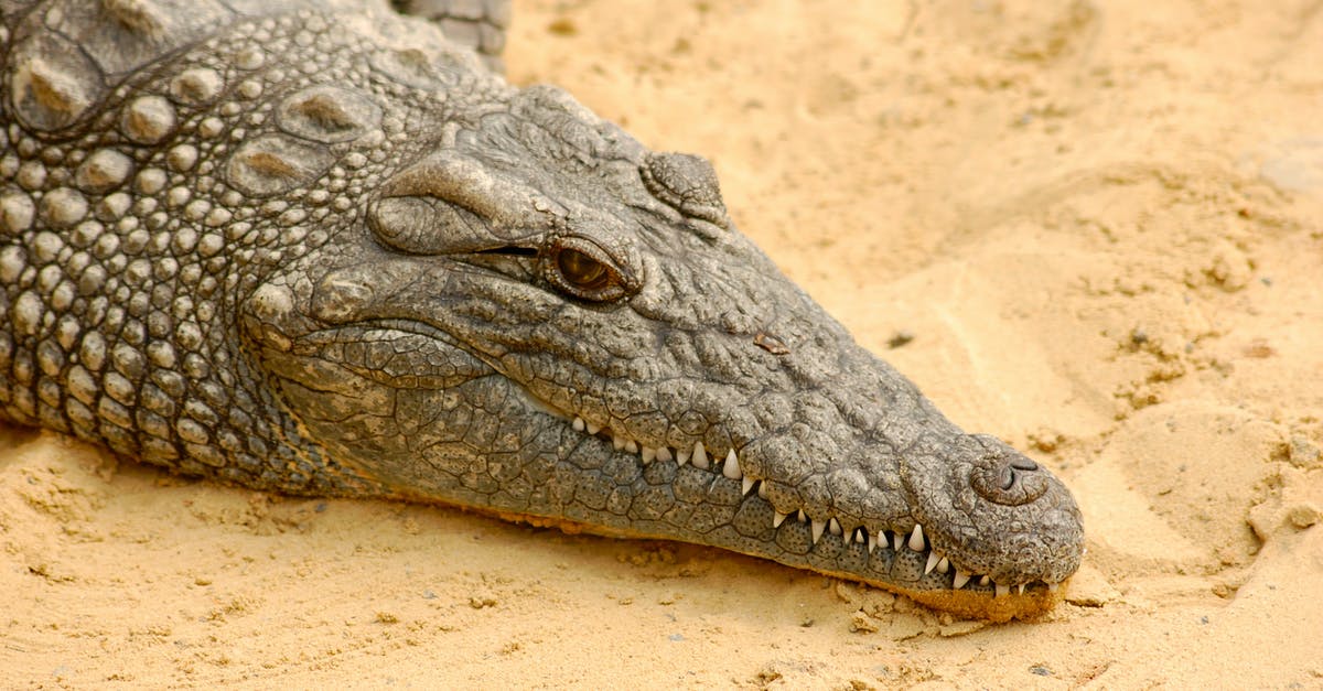 Did the Predator think Cantrell was not a threat - Closeup of head of huge wild dangerous American crocodile or Crocodylus acutus lying on yellow sand
