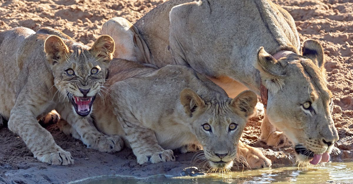 Did the Super Predators bring the normal Predators to the hunting planet? - Brown Lioness and Lioness on Brown Sand