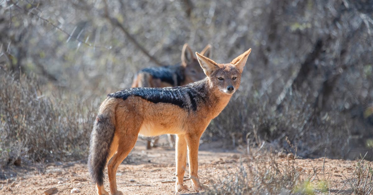Did the Super Predators bring the normal Predators to the hunting planet? - Black and Red Fox Standing on Dirt Road Near Trees