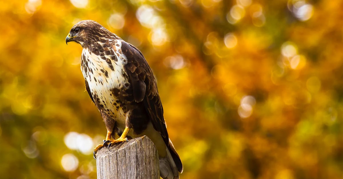 Did the Super Predators bring the normal Predators to the hunting planet? - Close-up of Eagle Perching on Outdoors