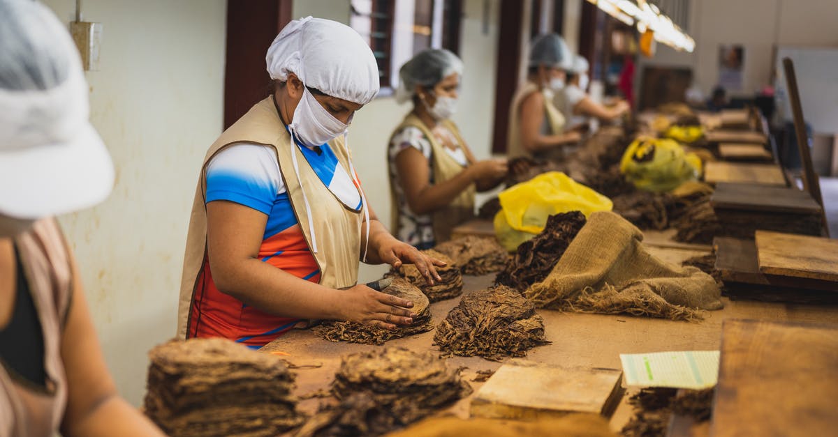 Did the tobacco industry fund MIB 1 and 2? - Side view of anonymous women in sterile caps and masks sorting out tobacco while standing at wooden table in cigar factory during work