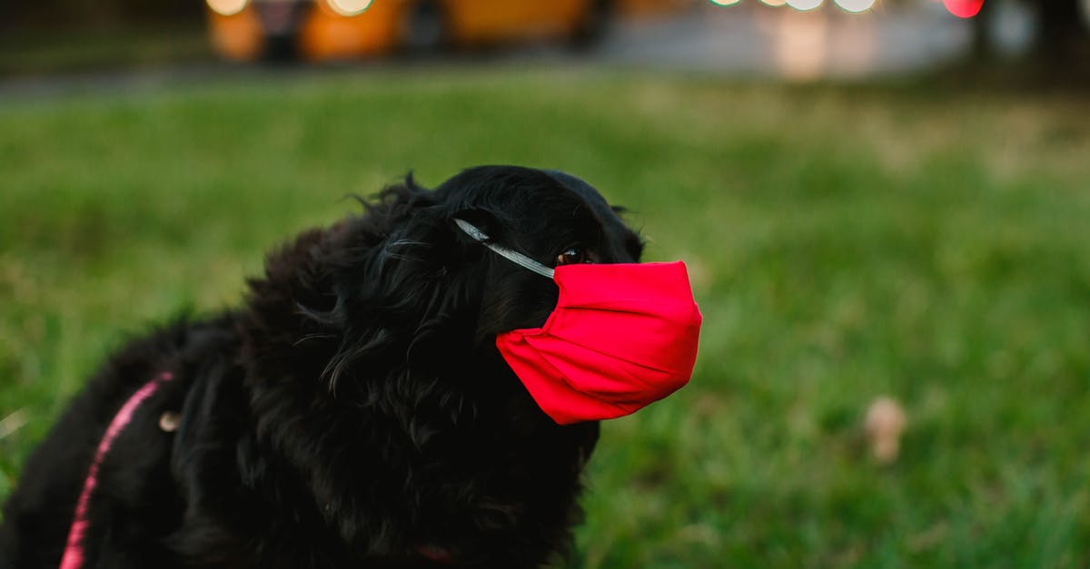 Do any of these car movements near the end of Orphan Black season 2 episode 3 (& start of 4) make any sense or are they even possible? - Side view of black cocker spaniel in red protective mask on grassy meadow in city street