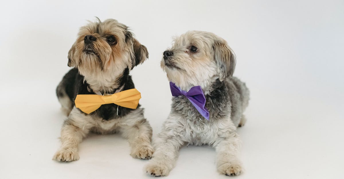 Do different major Hollywood studios have distinctive styles or signature elements in their filmmaking? - Friendly Yorkshire Terriers in colorful decorative bow ties lying on light floor in studio against white background