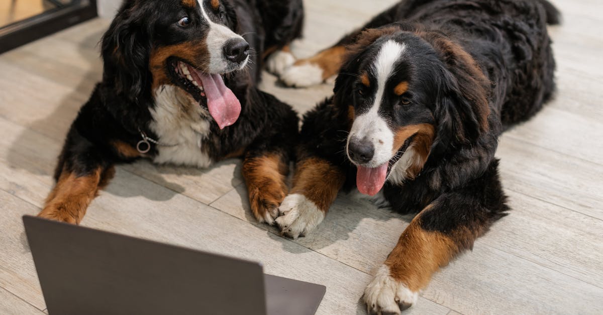 Do dogs identify twins in humans? - Two Bernese Mountain Dogs Lying on Floor