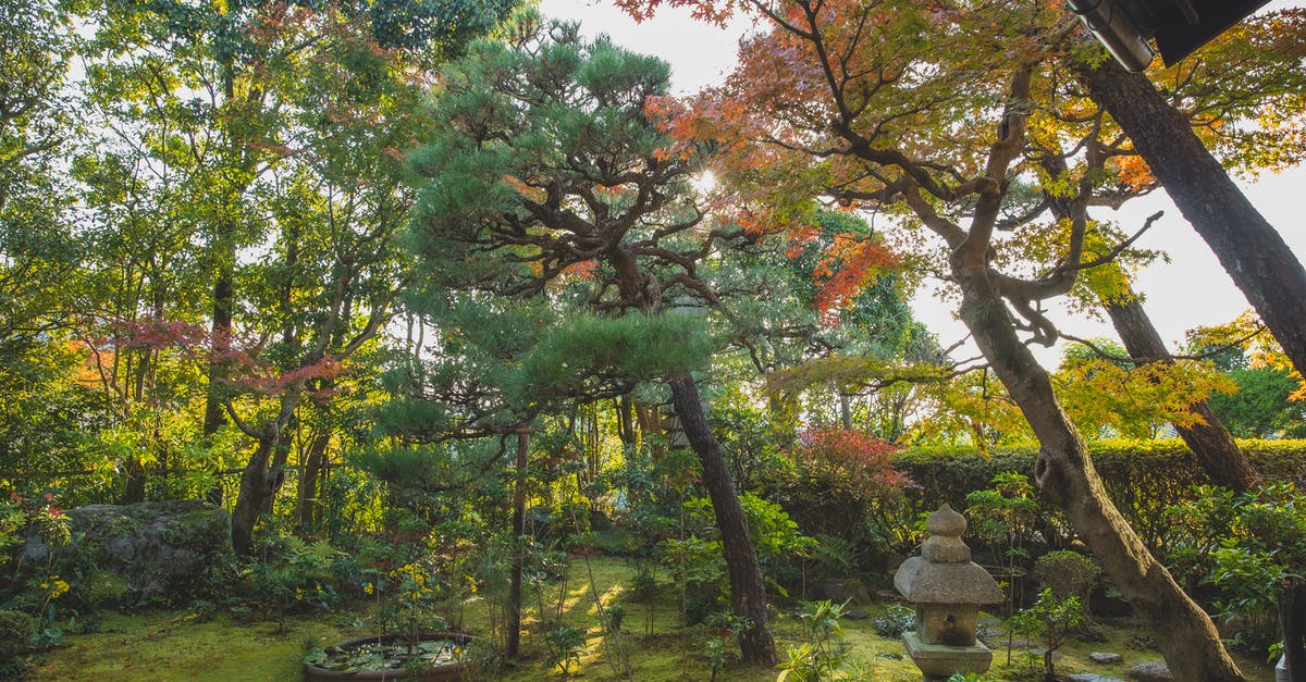 Do the ancient Japanese healing methods really work? - Tall trees growing in garden