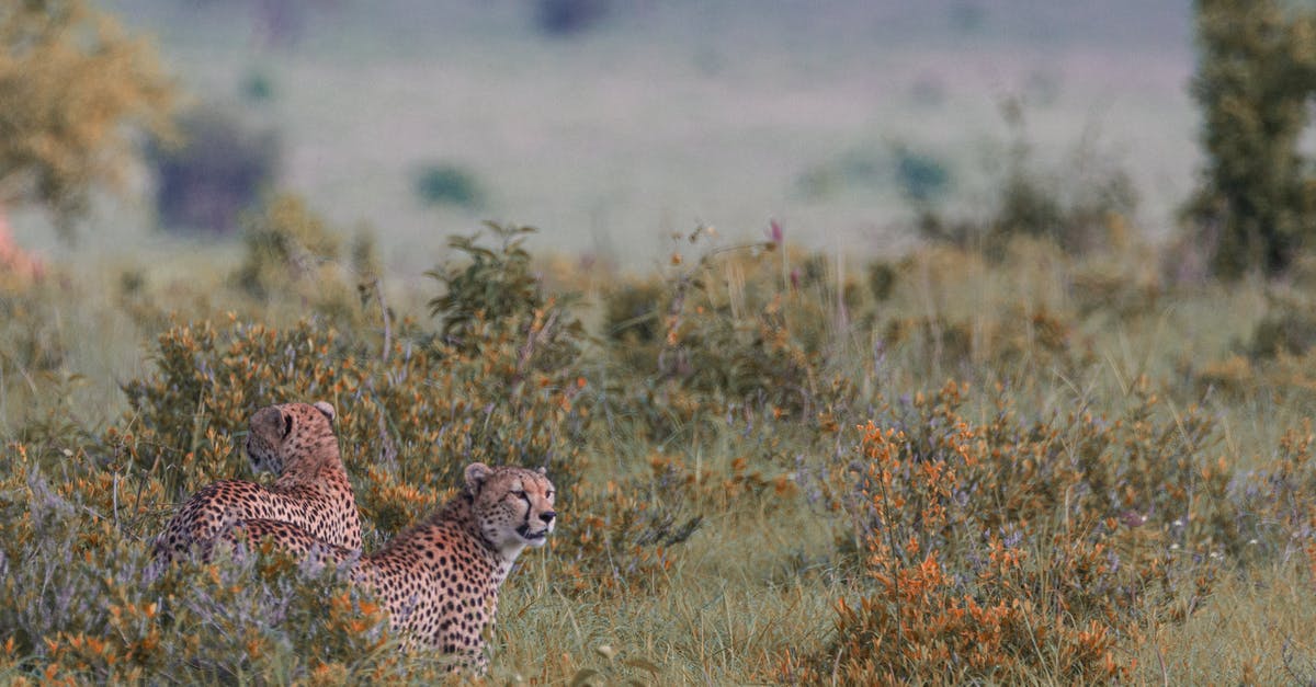 Do we know for sure that The Hunt had never happened before? - Graceful wild leopards on grassy savanna