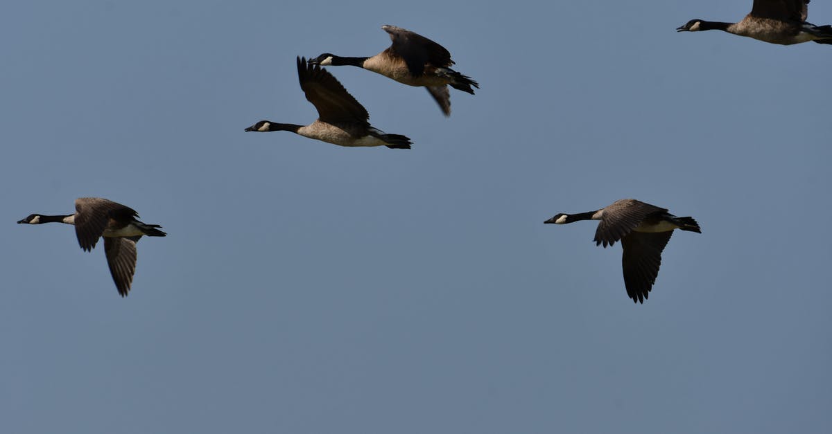 Do we know why Goose was not in Endgame? - Three Birds Flying