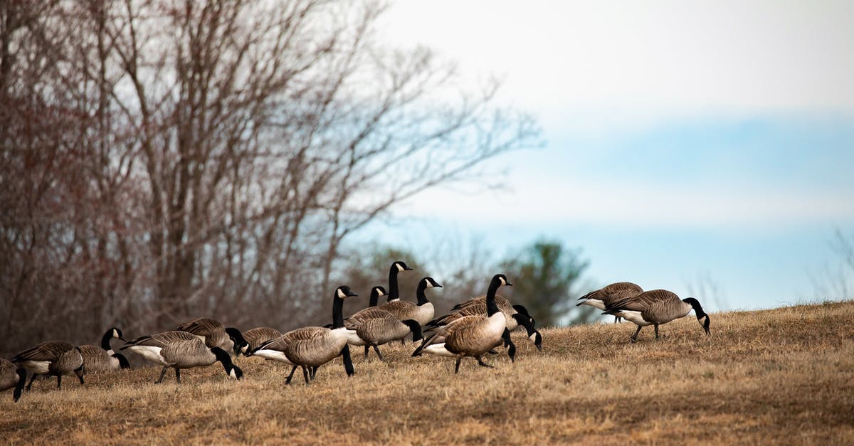 Do we know why Goose was not in Endgame? - Flock of Birds on Brown Grass Field