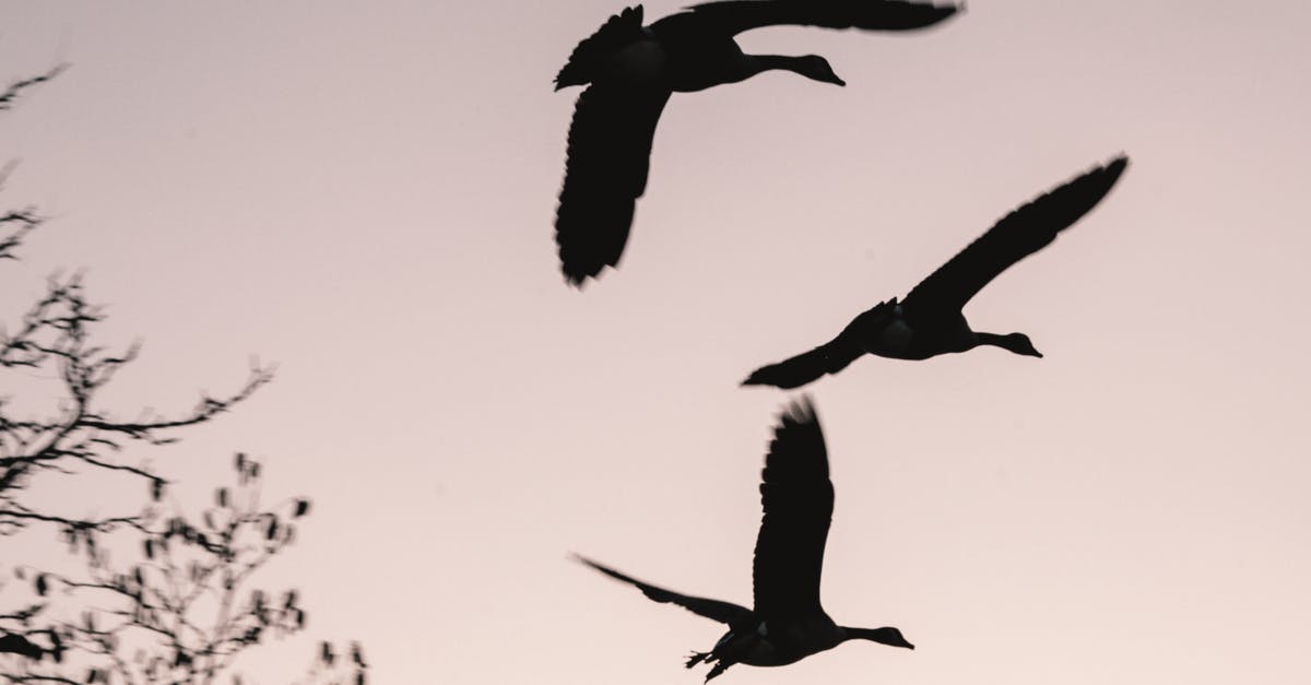 Do we know why Goose was not in Endgame? - Silhouette of Birds Flying