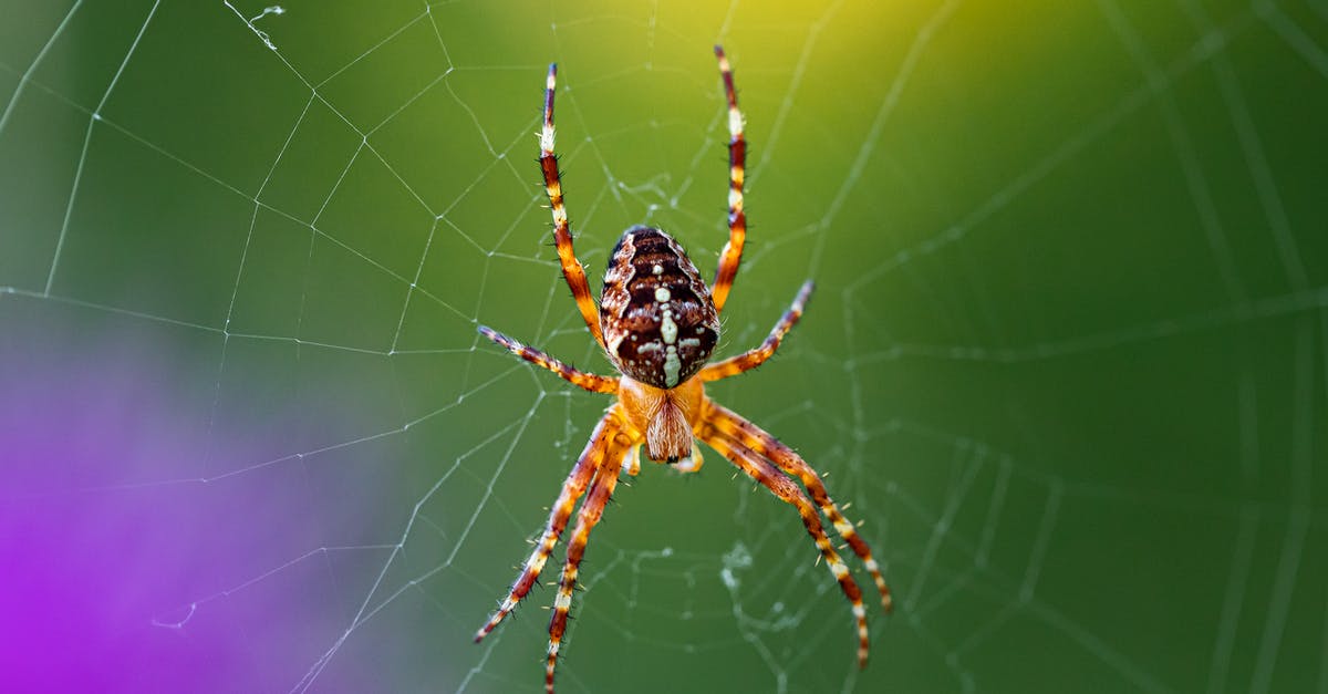 Does Aaron Cross intentionally trap a wolf, or does he just improvise? - Spider on Web in Close Up Photography