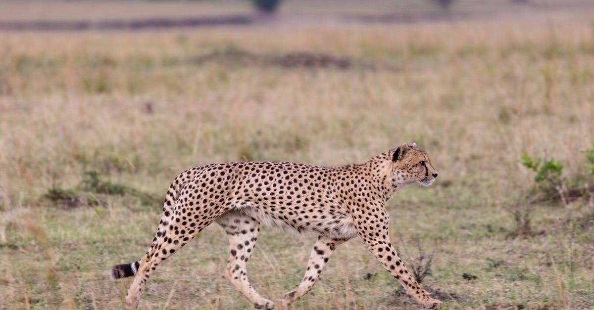 Does animal tranquilizer really work as fast as we see on Dexter? - Graceful cheetah walking in savanna in daylight