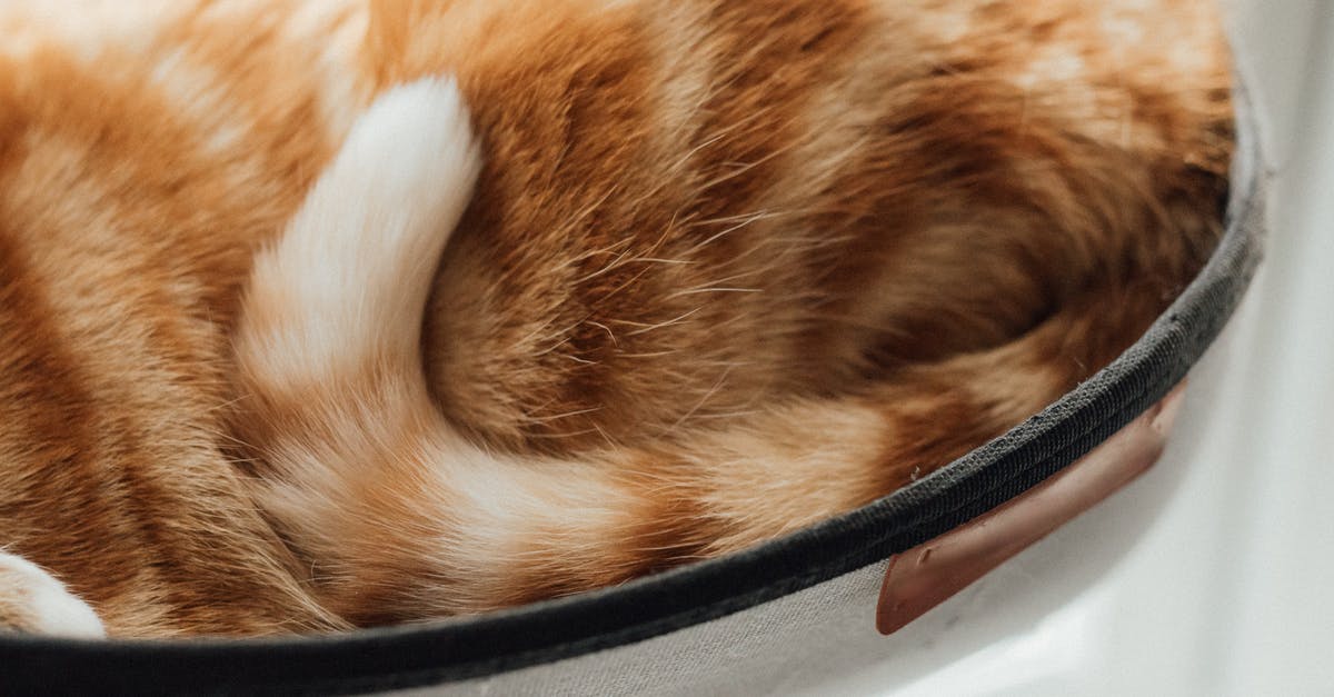 Does anything bad happen to the cat in the film? [closed] - Orange Tabby Cat on Black Bowl