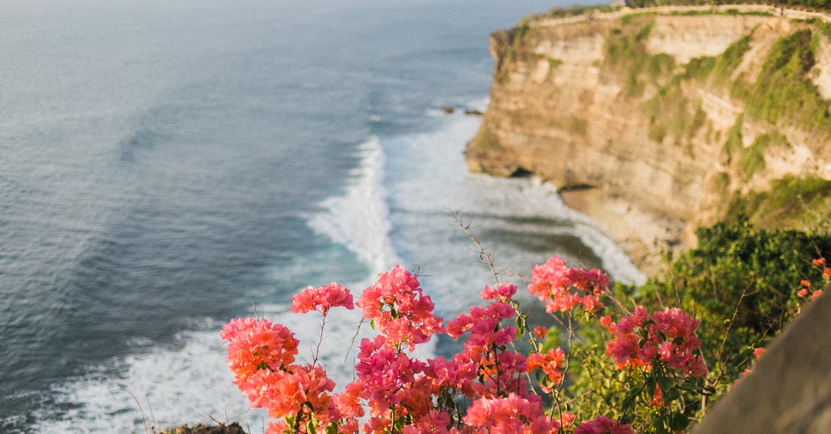 Does Happy! season 2 end on a cliff hanger? - Lush greenery and vibrant delicate pink flowers on top of steep rock above wavy endless ocean under clear sky