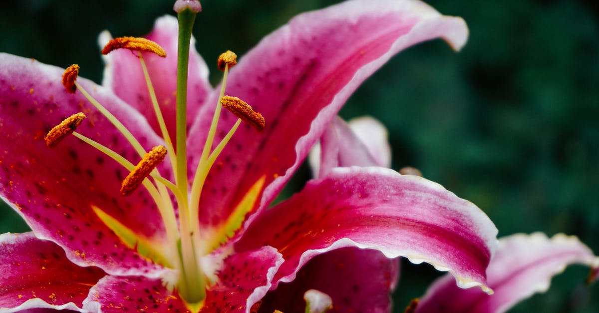 Does Lily know Snape loves her? - Pink Daylily Flowers