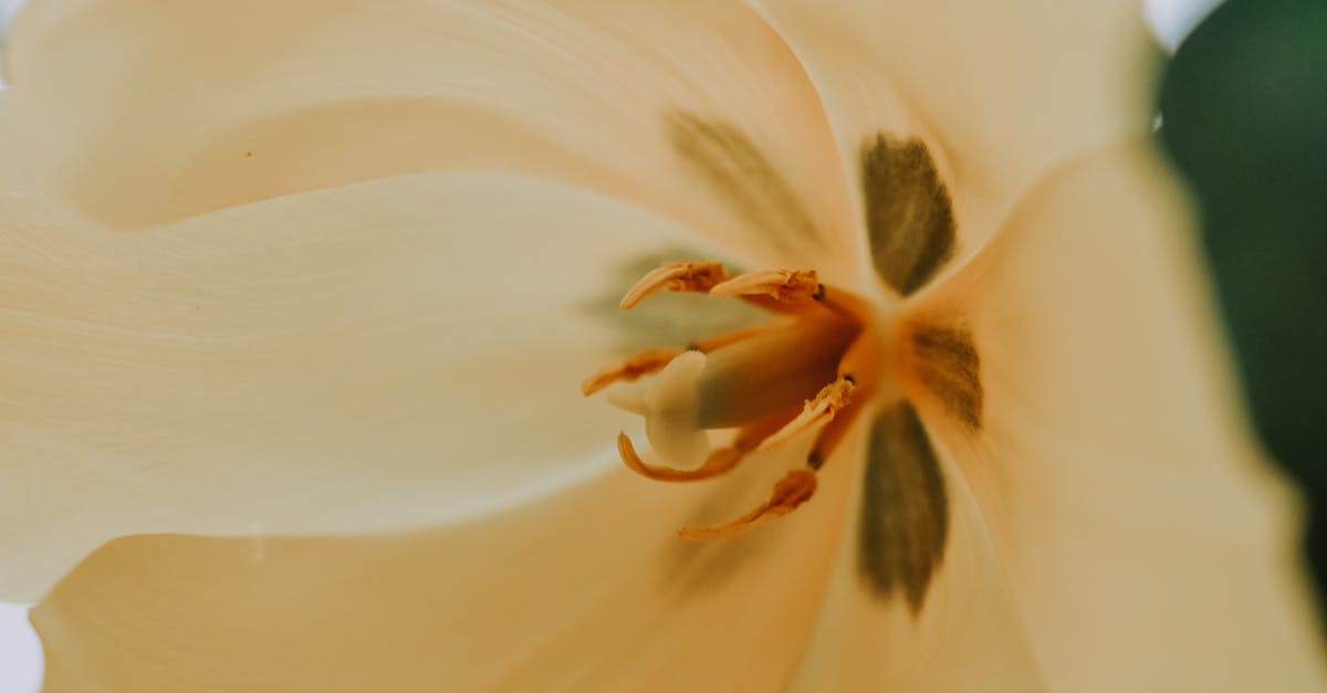 Does Lily know Snape loves her? - White and Yellow Flower in Macro Photography
