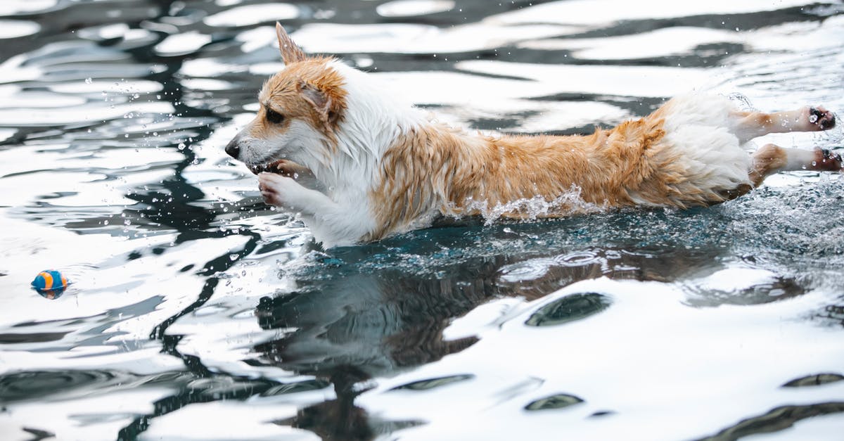 Does Shawn actually have psychic powers? - Welsh Corgi playing with ball in swimming pool