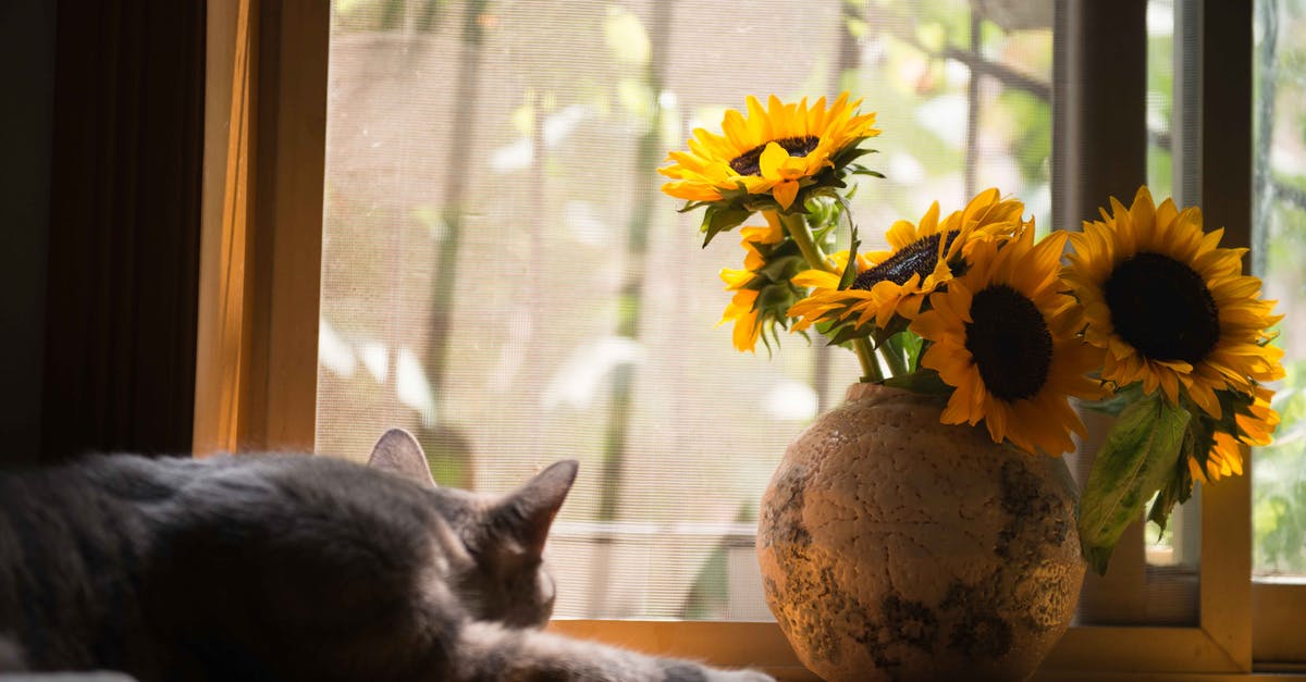 Does the cat have a significance in Inside Llewyn Davis? - Gray Cat Near Gray Vase With Sunflower
