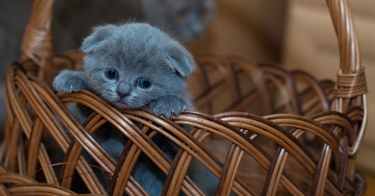 Does the cat have a significance in Inside Llewyn Davis? - Russian Blue Kitten on Brown Woven Basket