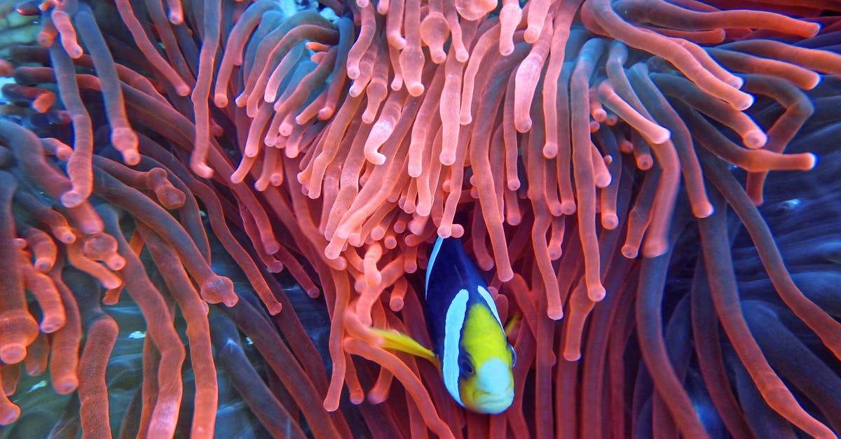 Does the Science of Deduction exist in real life? - Photo of a Fish on Corals