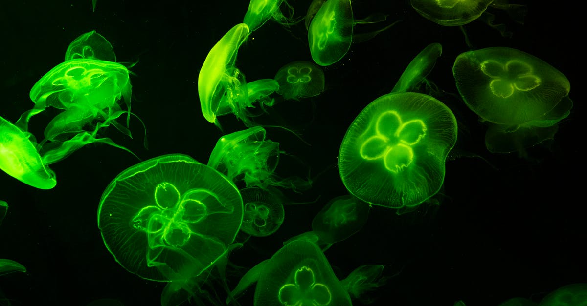 Does the Science of Deduction exist in real life? - Underwater Photography of Green Jelly Fish