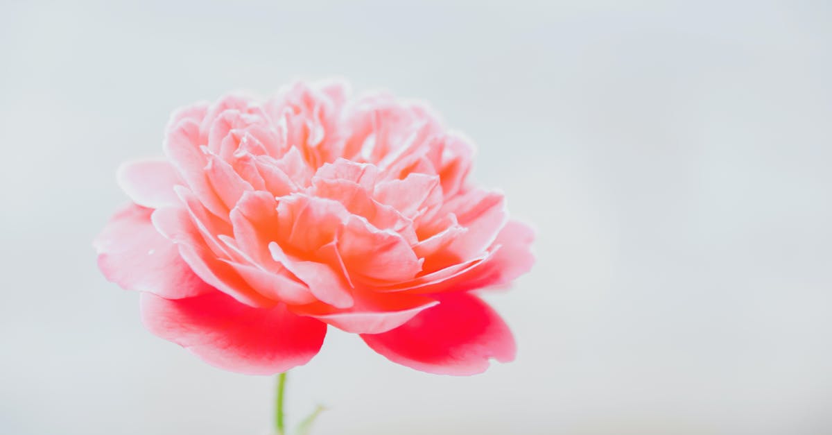 Does the single season of Flash Forward manage to finish up plot points? - Pink Blooming Peony Flower in Closeup Photography