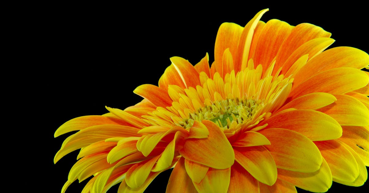 Does the single season of Flash Forward manage to finish up plot points? - Close-up Photography Yellow Gerbera Daisy Flower