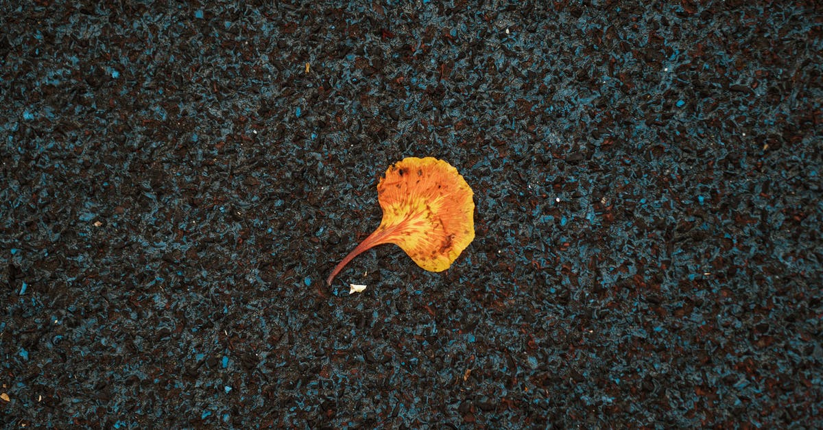 Does the story take place across a single day or over a longer period? - Autumn fading leaf on dark pavement
