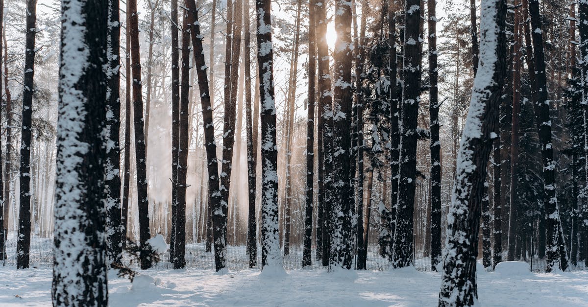 Does the sun rise from the West in Middle Earth? - Woods Covered With Snow