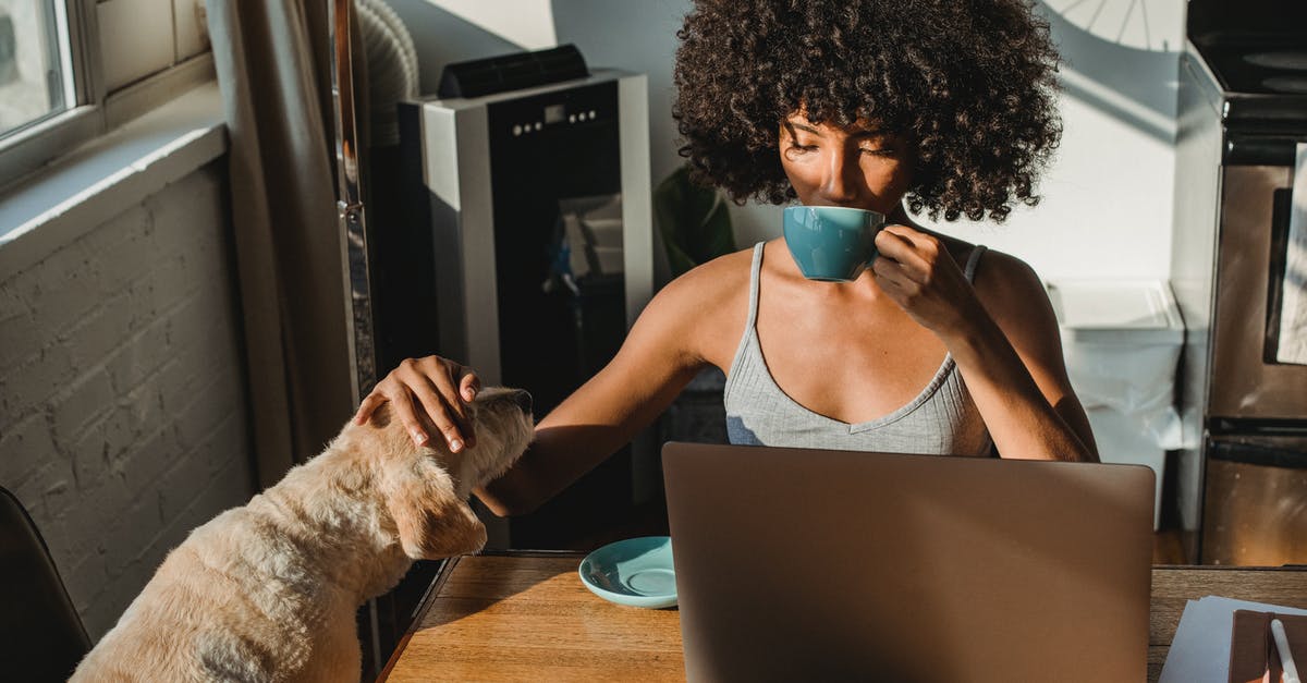 Does Will Ferrell use the same dog in his roles? - Concentrated young black woman working remotely on netbook while sitting in room at table and drinking coffee while petting dog
