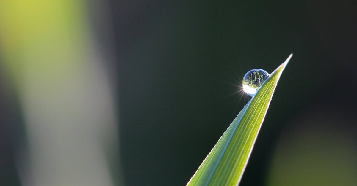 Dragon Blade - true story? - Selective Focus Photography of Leaves With Water Drop