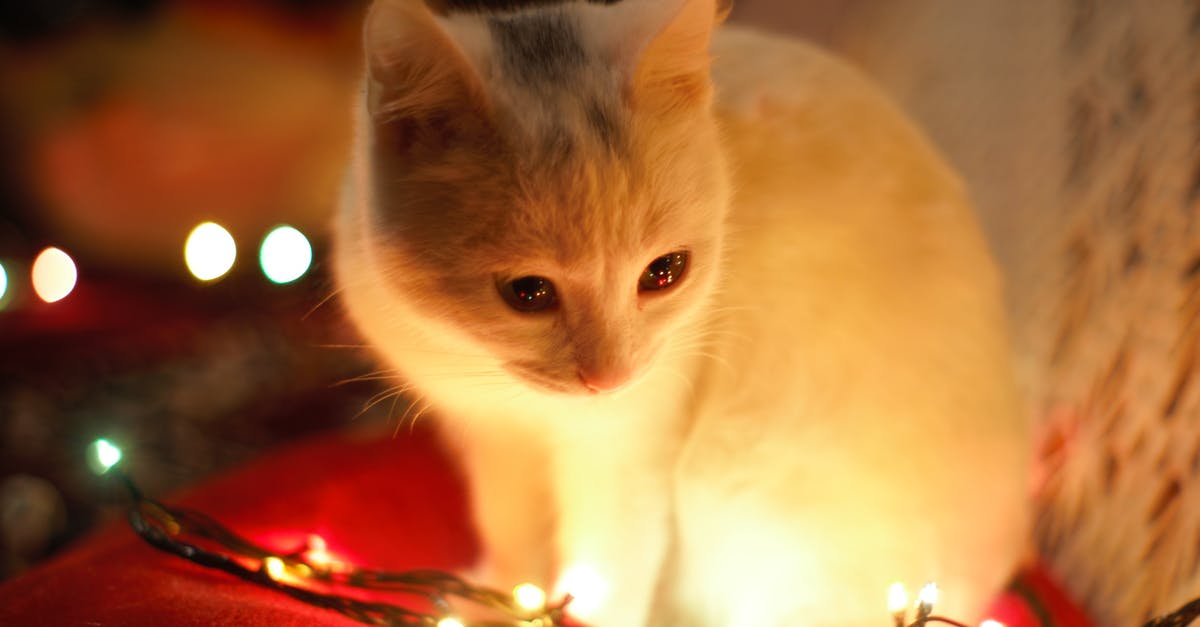 During the Christmas concert, why does Sam look so miserable? - Close-Up Photography of White Cat Besides Christmas Lights