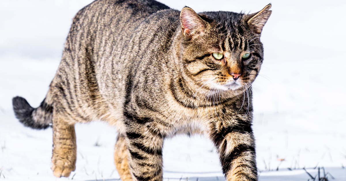 Eastern European cold war movies - Fluffy European wildcat with stripes hunting in snowy field in cold weather in winter