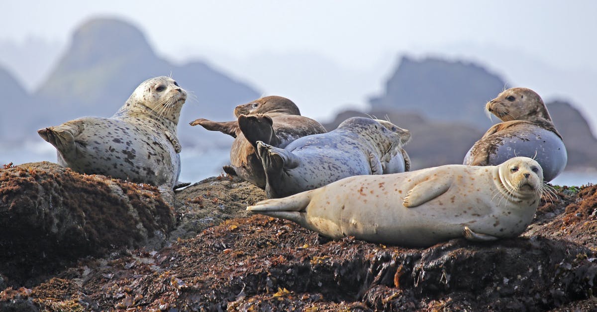 Edward Baines in a coma, seals and sailing? - Common Seal on Shore