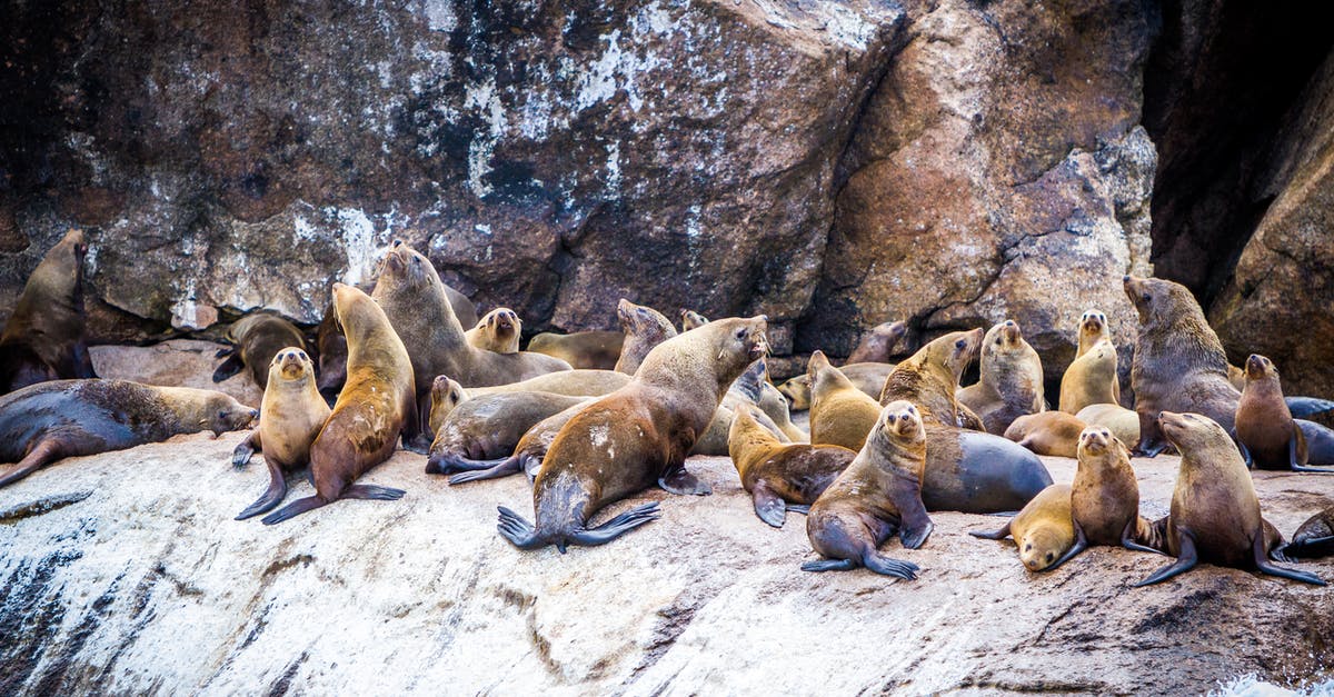 Edward Baines in a coma, seals and sailing? - Group of Sea Lion