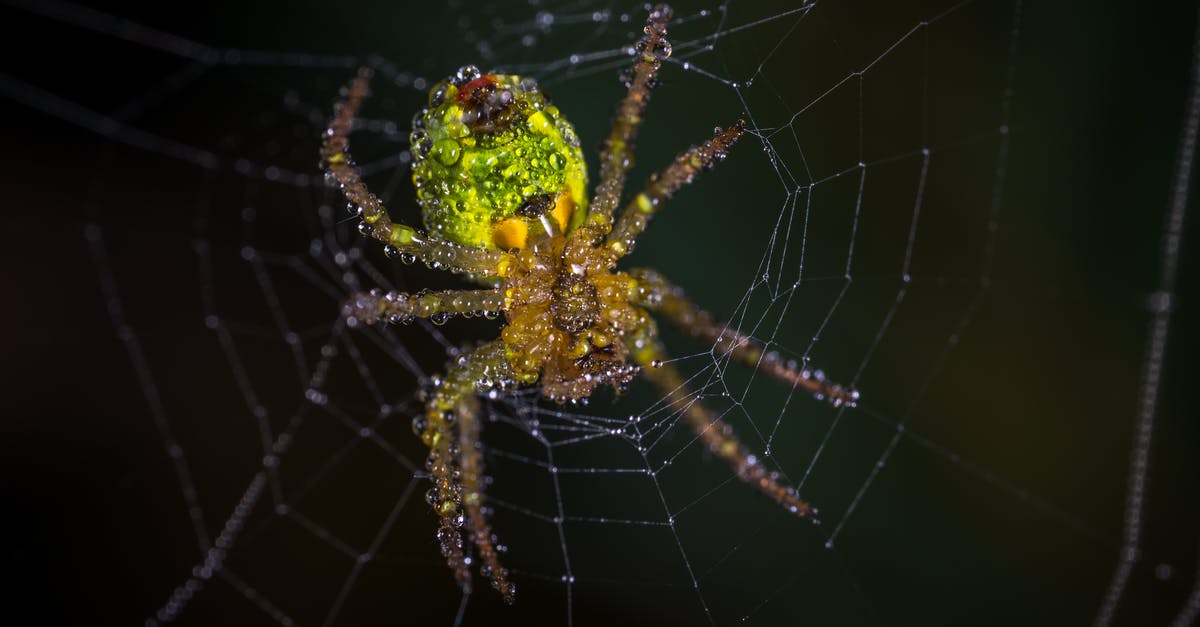 Elevator operator tells scary stories, ends up trapped in the mirror [closed] - Yellow and Green Spider