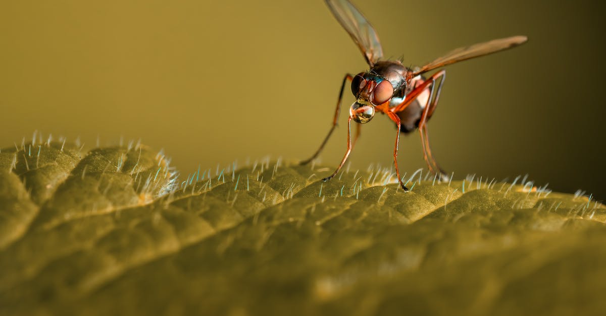 European movie about body-controling parasites in the forest [closed] - Closeup fly sitting on lush plant leaf and sipping nectar against blurred nature background