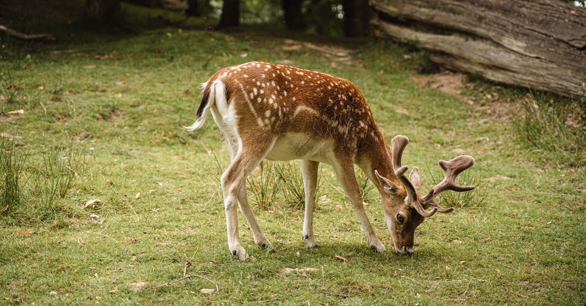 European movie about body-controling parasites in the forest [closed] - Adorable spotted deer pasturing in nature