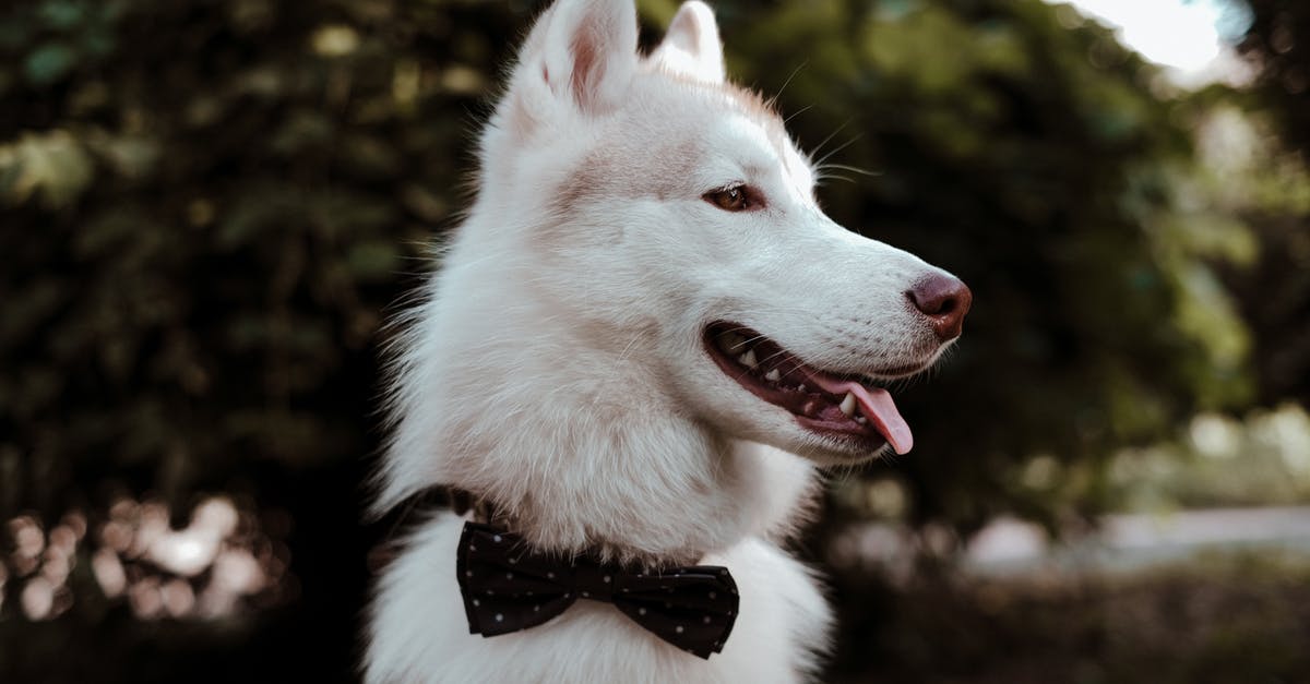 Exactly for whom was the dog parceled in Hachi: A Dog's Tale? - White and Black Siberian Husky With Black Bowtie