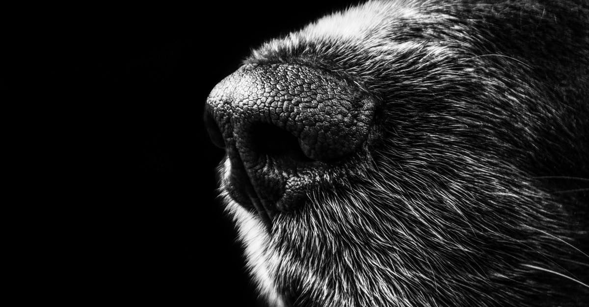 Exactly for whom was the dog parceled in Hachi: A Dog's Tale? - Grayscale Animal Nose