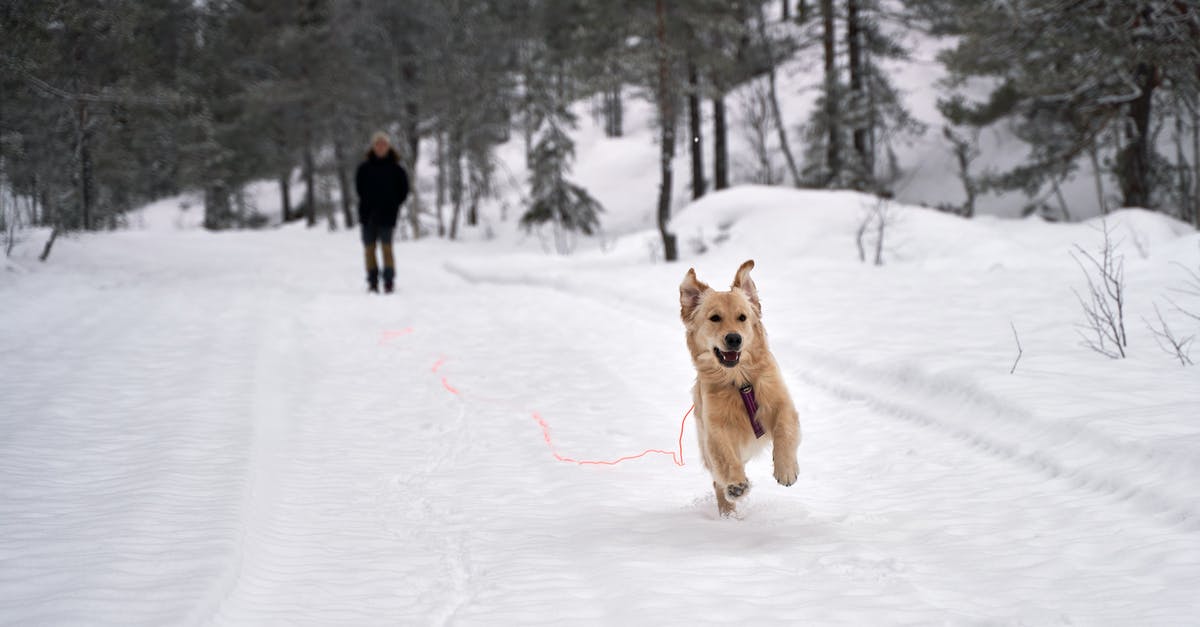 Exactly for whom was the dog parceled in Hachi: A Dog's Tale? - Brown and White Short Coated Dog Running on Snow Covered Ground