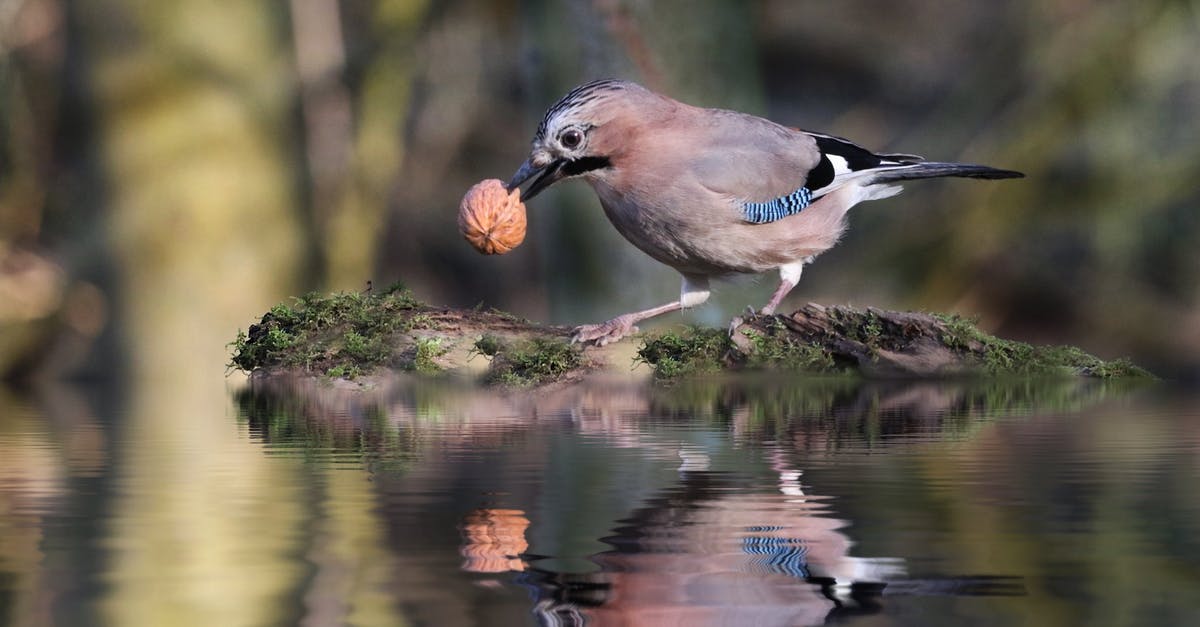 Explanation of the last scene in Blue Jay (2016) - Cute Jay bird with gray plumage and blue feathers on wings holding walnut in beak while standing on twig on pond and reflecting on calm water