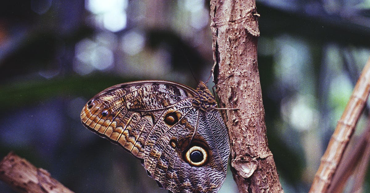 Film where colour fades throughout to represent dying protagonist [closed] - Brown Owl Butterfly