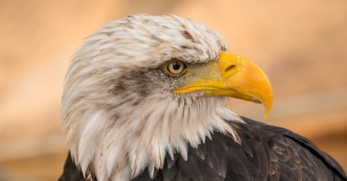 First movie where the Bald Eagle's cry is dubbed as Red-Tailed Hawk cry? - White and Brown Eagle in Close Up Photography